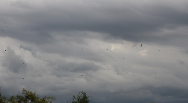 Flycatcher migration in Tucumán Flycatcher migration in Tucumán