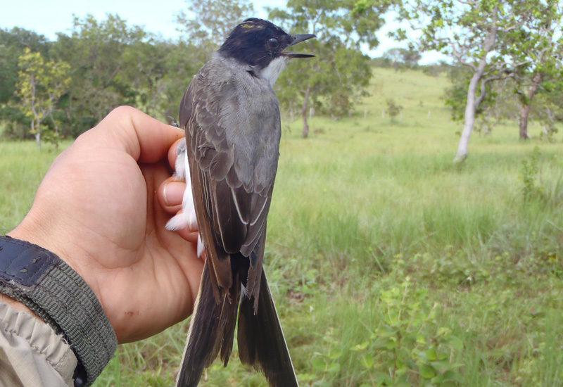 What is the relationship between climate and flycatcher migration? What is the relationship between climate and flycatcher migration?