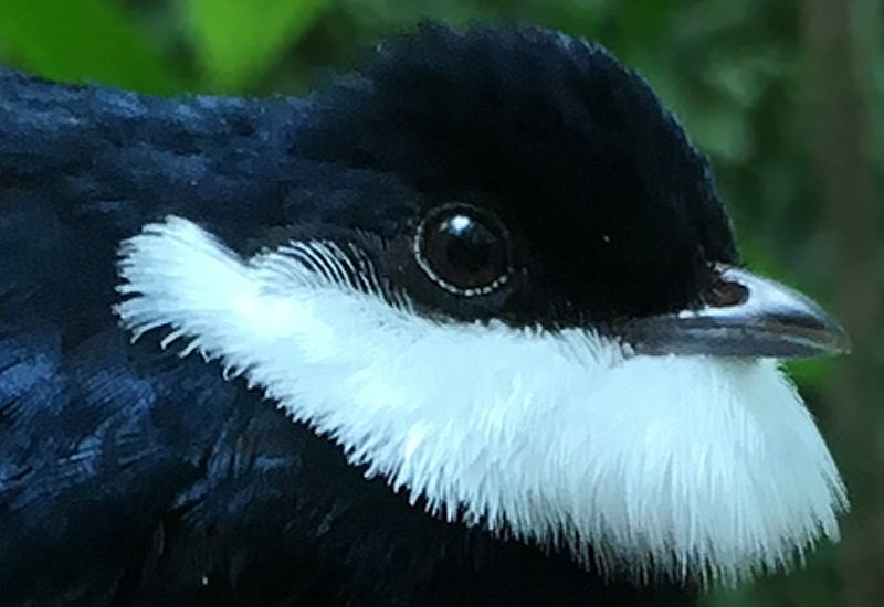 (English) Apparent survival of tropical birds in a wet, premontane forest in Costa Rica (English) Apparent survival of tropical birds in a wet, premontane forest in Costa Rica