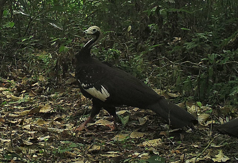 A review of threshold responses of birds to landscape changes across the world A review of threshold responses of birds to landscape changes across the world