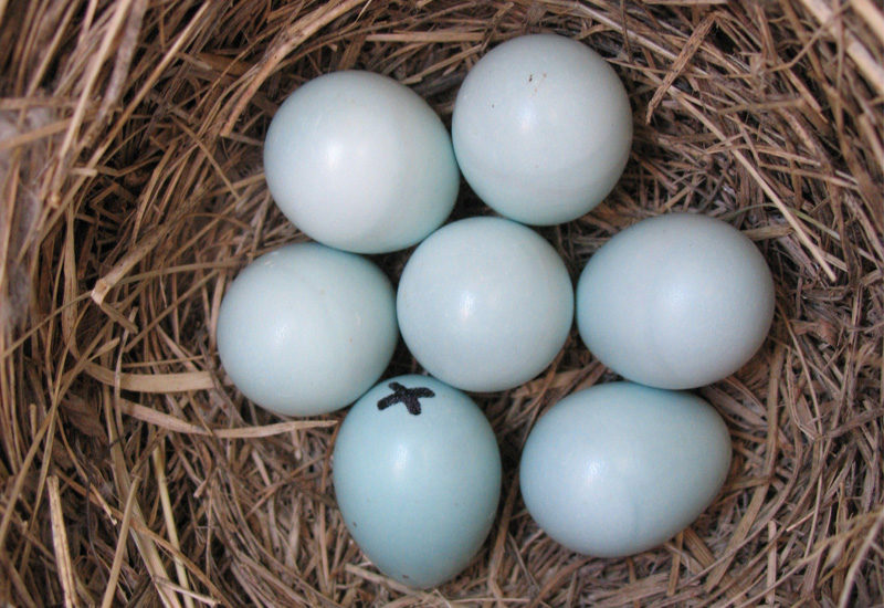 Gambling at a high-elevations: the risks of enlarged eggs for Mountain Bluebirds Gambling at a high-elevations: the risks of enlarged eggs for Mountain Bluebirds