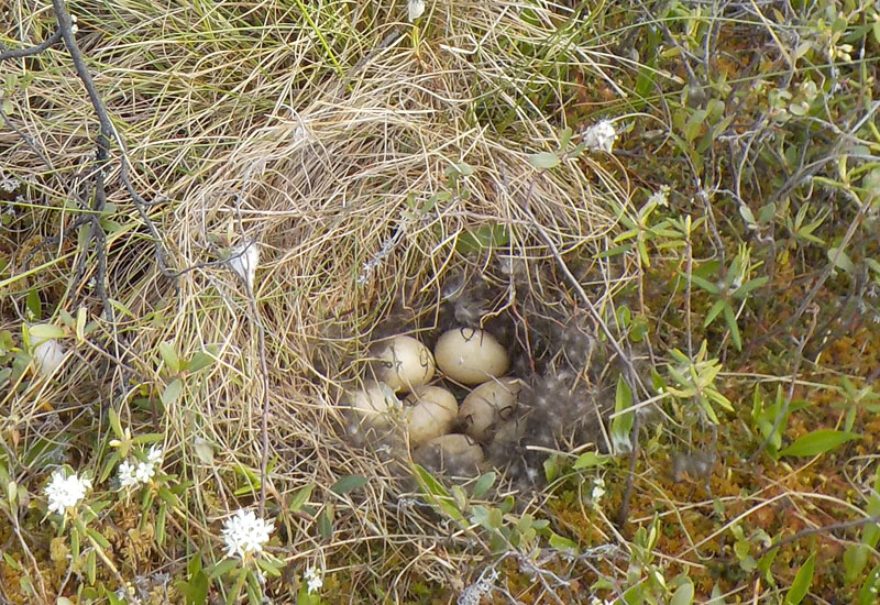 Microhabitat nest‐site selection by ducks in the boreal forest Microhabitat nest‐site selection by ducks in the boreal forest