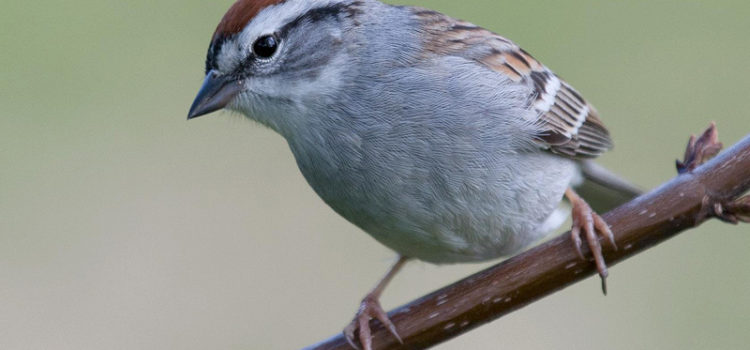 Citizen-science recordings prove to be a useful tool in detecting diel patterns in birdsong Citizen-science recordings prove to be a useful tool in detecting diel patterns in birdsong