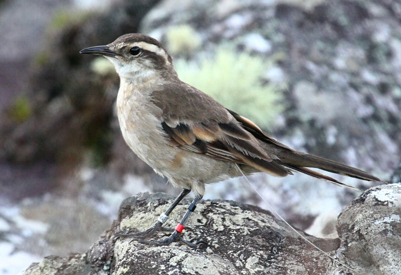 (English) Using radios and models to assess extinction risk in a Neotropical highland Cinclodes (English) Using radios and models to assess extinction risk in a Neotropical highland Cinclodes