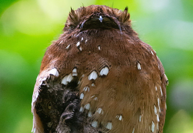Notes on the breeding biology of Rufous Potoos in lowland Ecuadorian Amazon Notes on the breeding biology of Rufous Potoos in lowland Ecuadorian Amazon
