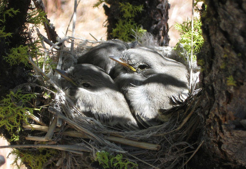 (English) The nesting ecology of Gray Flycatchers (English) The nesting ecology of Gray Flycatchers
