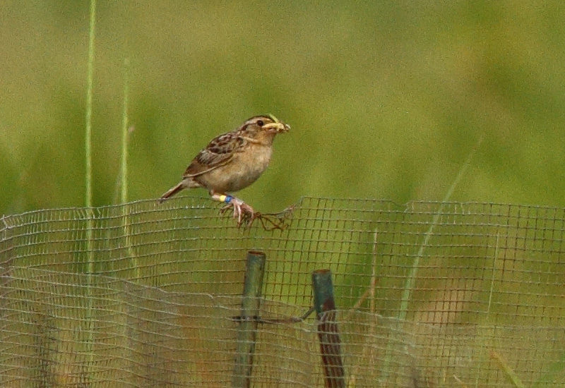 Researchers Develop an Effective Tool for Reducing Mammalian Predation at Nests of Critically Endangered Florida Grasshopper Sparrows Researchers Develop an Effective Tool for Reducing Mammalian Predation at Nests of Critically Endangered Florida Grasshopper Sparrows