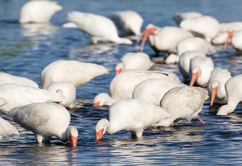 Foraging White Ibis target inter-habitat prey movements in the Florida Everglades Foraging White Ibis target inter-habitat prey movements in the Florida Everglades