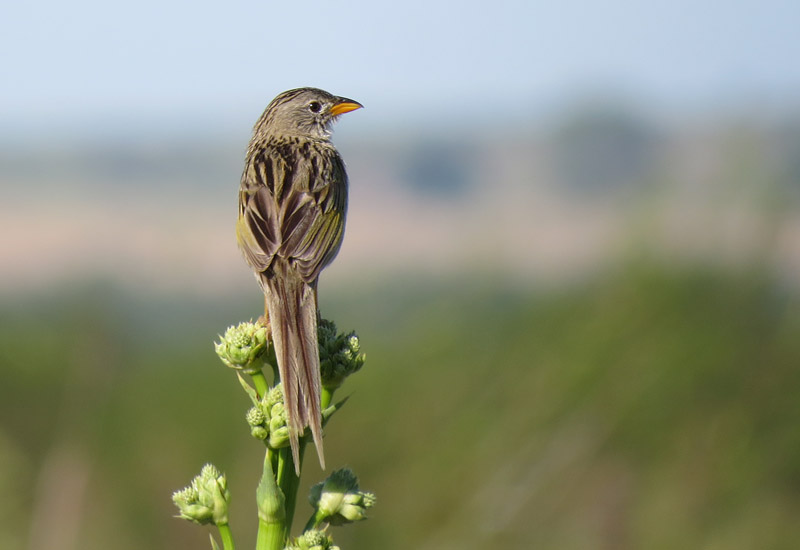 (English) Passive restoration contributes to bird conservation in Brazilian Pampa grasslands (English) Passive restoration contributes to bird conservation in Brazilian Pampa grasslands