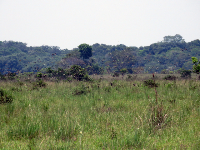 Bobolinks Colombia Apr 2016