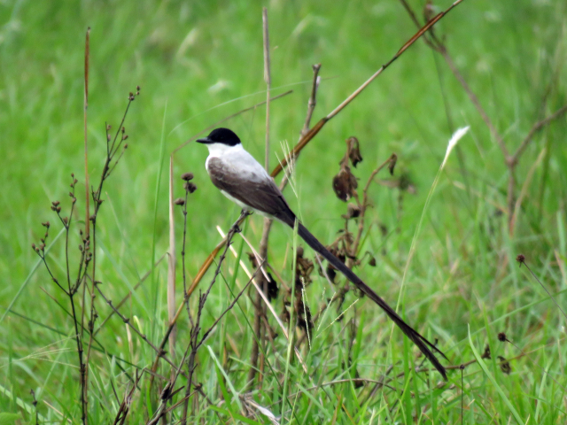 Tyrannus savana Spp. (2)