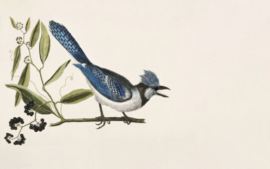 Illuminating Natural History: The Art and Science of Mark Catesby