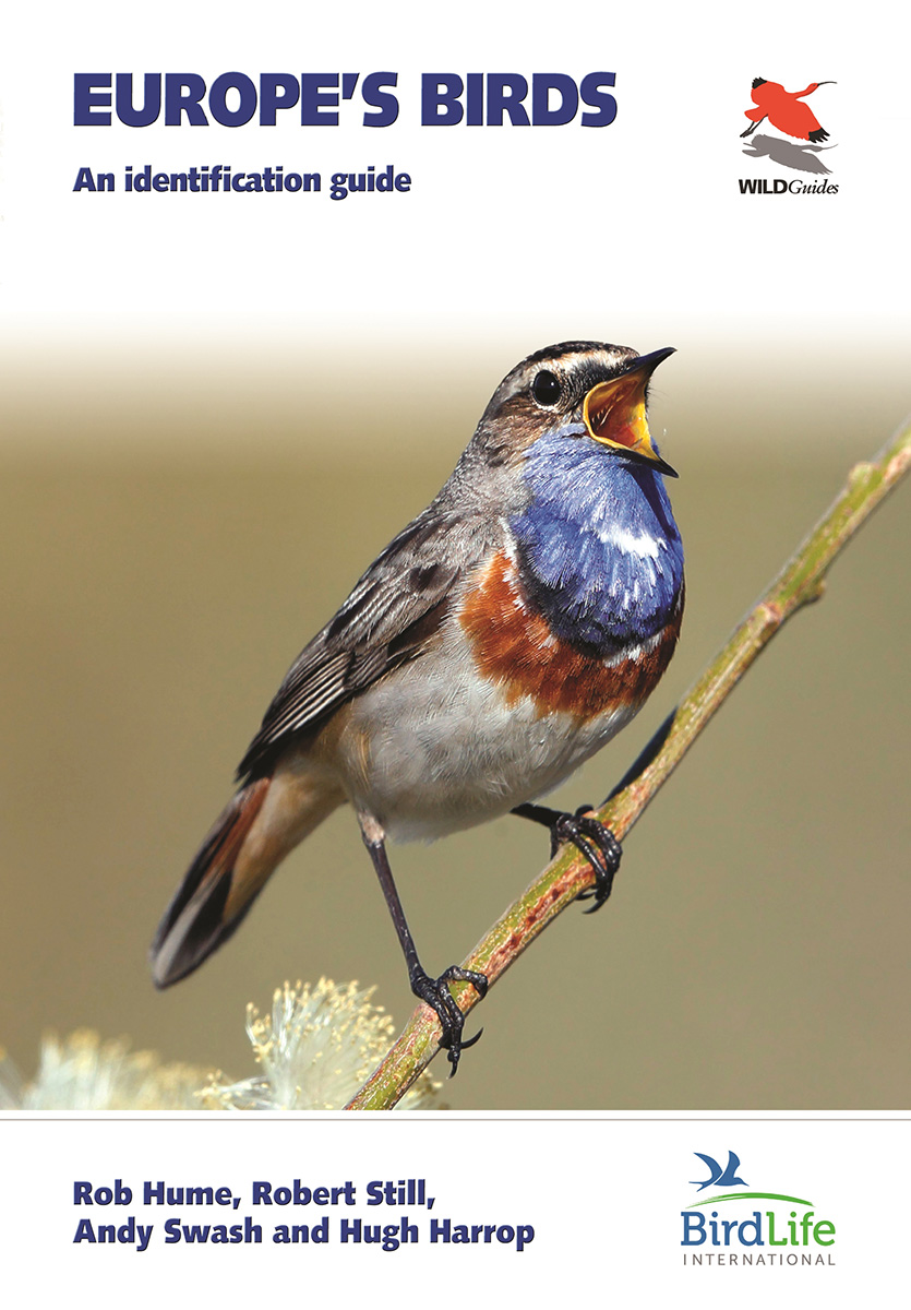 Rook, Bird Identification Guide