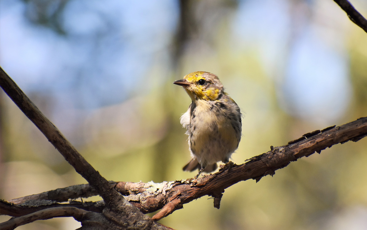 Post-fledging ecology of endangered Golden-cheeked Warblers