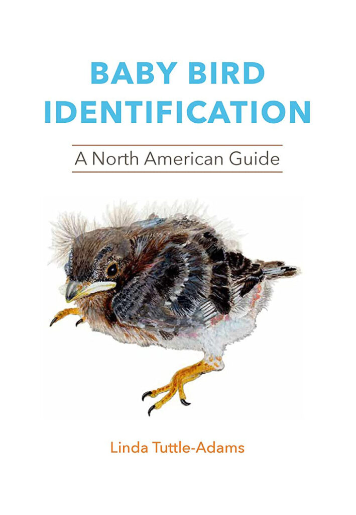 Baby Bird Identification: A North American Guide – Association of Field  Ornithologists