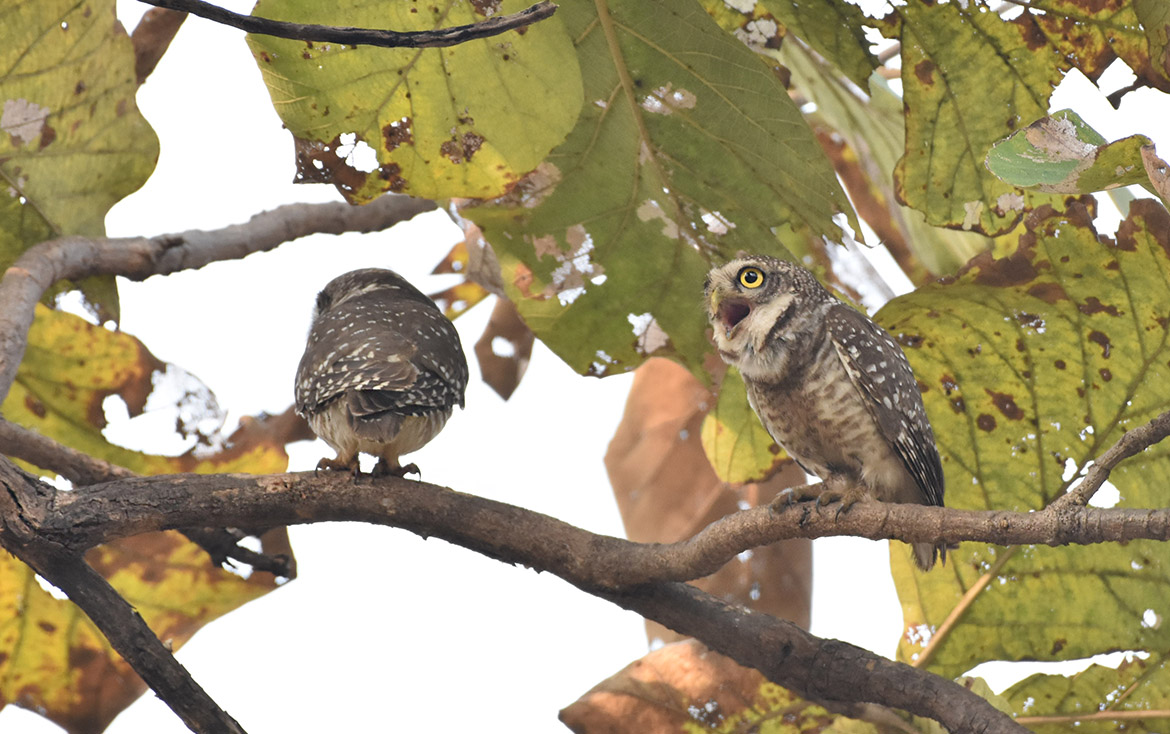When small is big – Habitat requirements of three Owlet species and their conservation in Central India