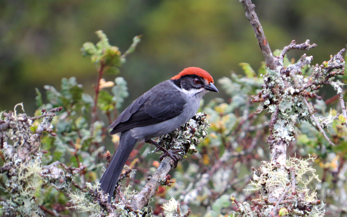 Use of acoustic monitoring to estimate occupancy of the Antioquia Brushfinch (Atlapetes blancae), a critically endangered species, in San Pedro de los Milagros, Antioquia