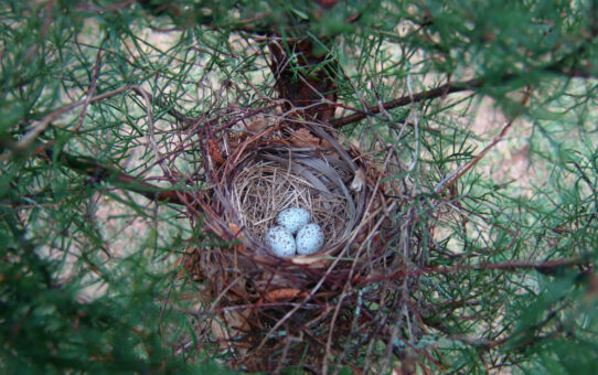 Peterson Field Guide To North American Bird Nests