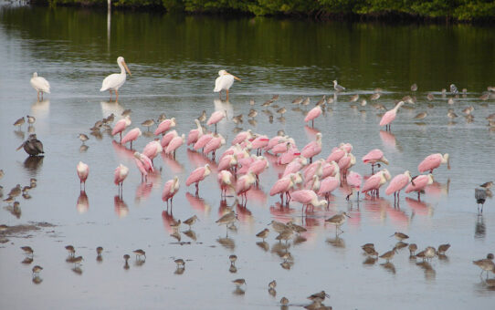 The (Big) Year That Flew By: Twelve Months, Six Continents, and the Ultimate Birding Record