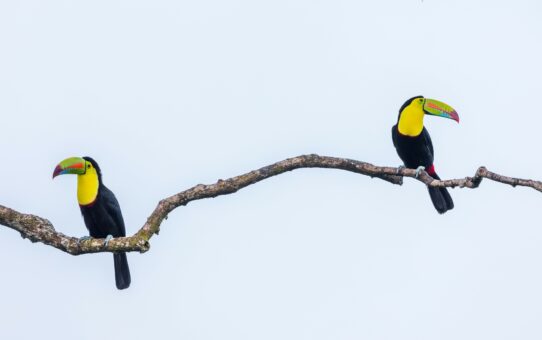 Birds of Belize
