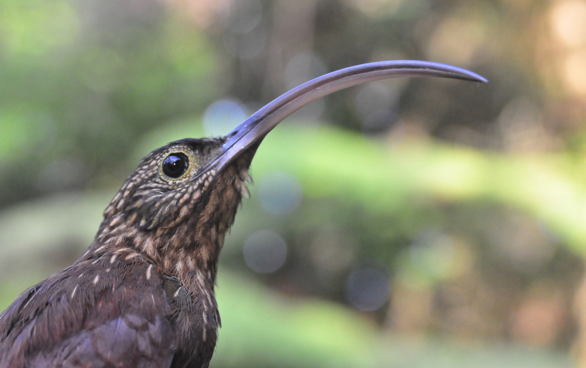 Elusive Birds of the Tropical Forest Understory
