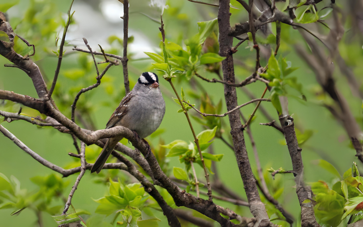 Sex determination of Eastern White-crowned Sparrows (Zonotrichia leucophrys leucophrys) using wing chord length