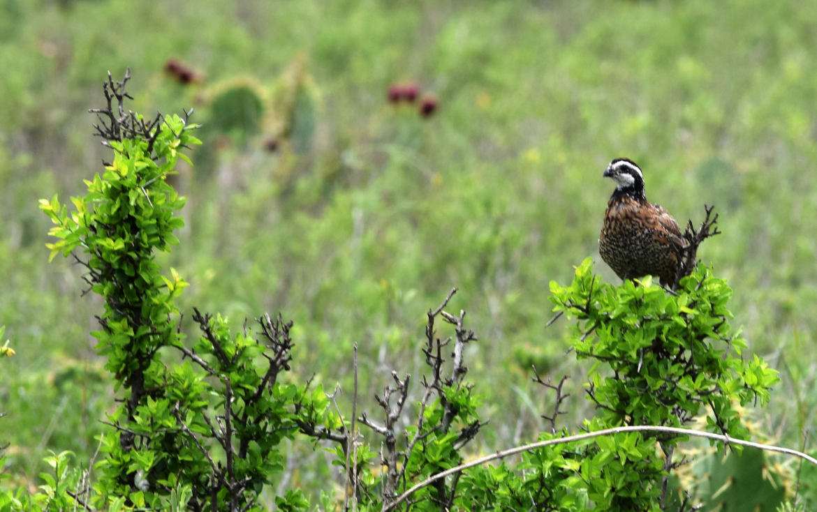Northern Bobwhite (Colinus virginianus) breeding season roost site selection in a working agricultural landscape in Clay County, Mississippi