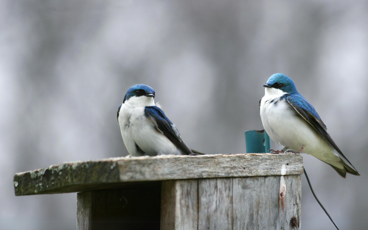 Tree Swallows begin laying eggs earlier with increasing spring temperatures