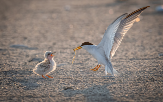 Terns of North America: A Photographic Guide