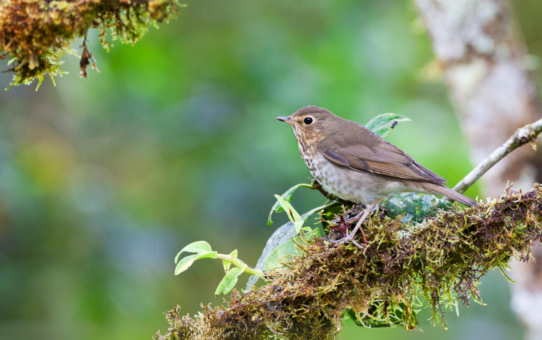 The Birds that Audobon Missed: Discovery and Desire in the American Wilderness