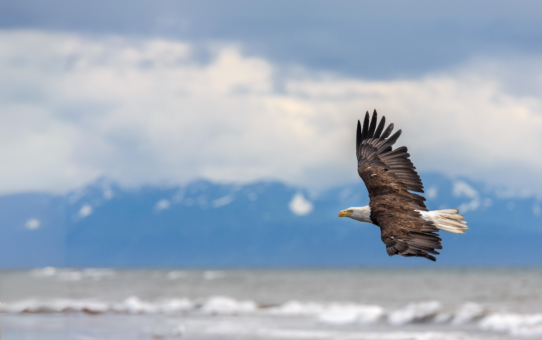 The Bald Eagle: The Improbable Journey of America’s Bird