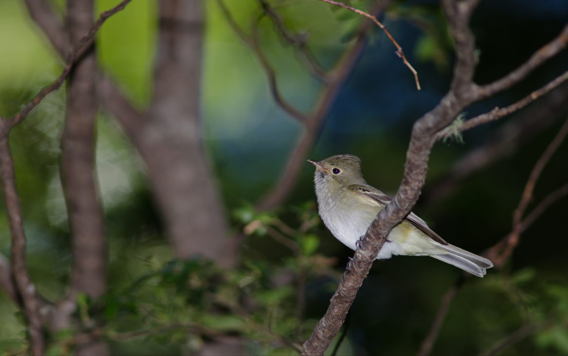 Bird Banding in central Argentina: the first effort to establish aging criteria using molt patterns and plumages