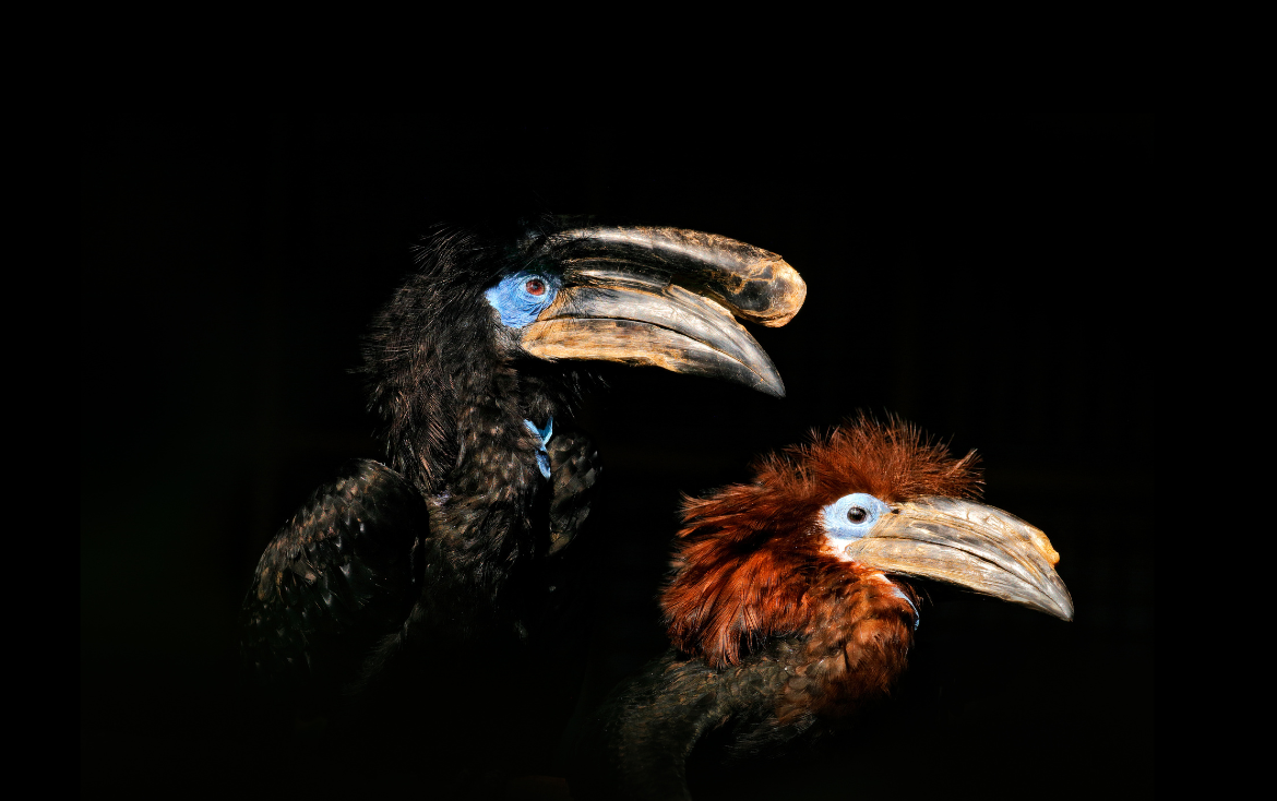 A canopy net for Cameroon's rainforest hornbills