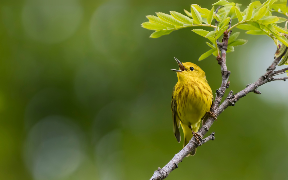 Guest feature | Larger birds get the tree: Space use of Yellow Warblers in Mexican agricultural fields