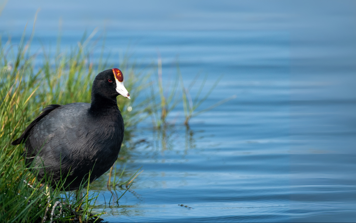 Guest feature | Threats to waterbird nests: identifying nest failures and daily survival rates for three endemic Hawaiian waterbirds