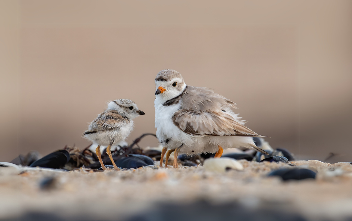 Guest feature | How an Instagram post sparked my Master’s thesis: from curiosity to conservation