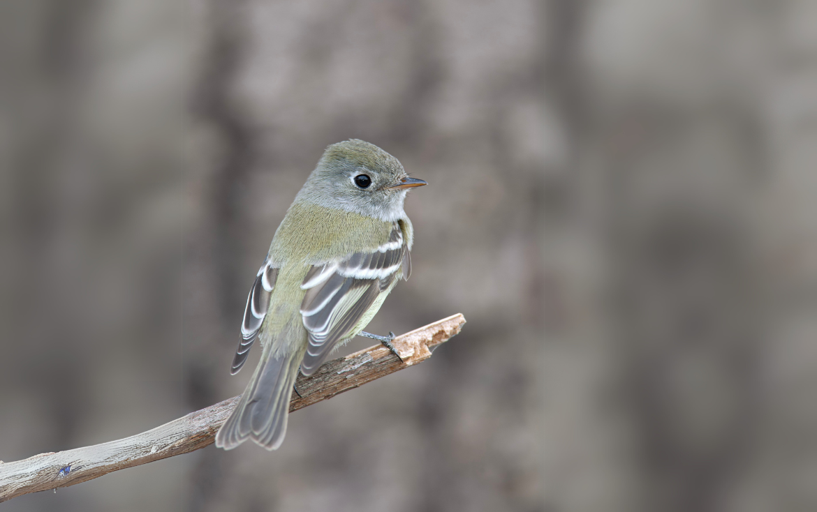 Guest feature | Why do Dusky Flycatchers nest in trees at high elevations?