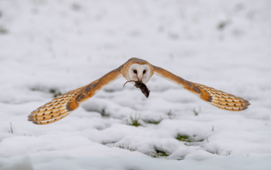 Bird Pellets: A Complete Photographic Guide