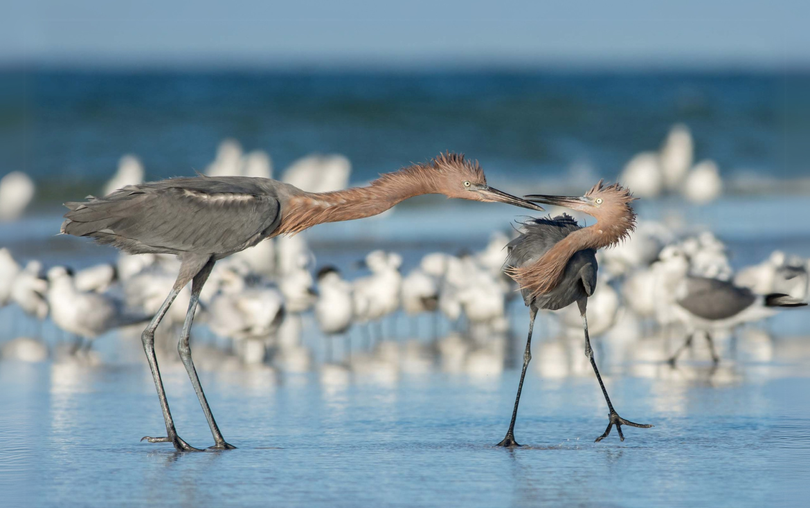 Guest feature | Coexistence at the confluence: addressing human-related threats to coastal birds on the northern Gulf of Mexico