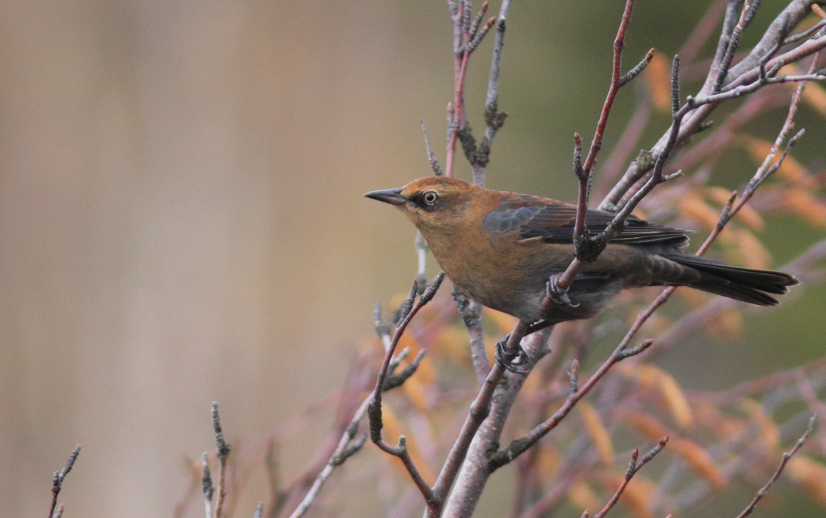 Guest feature | Insights from a decade of using the Motus network to track boreal bird species from Observatoire d’oiseaux de Tadoussac, Québec to temperate and tropical wintering grounds