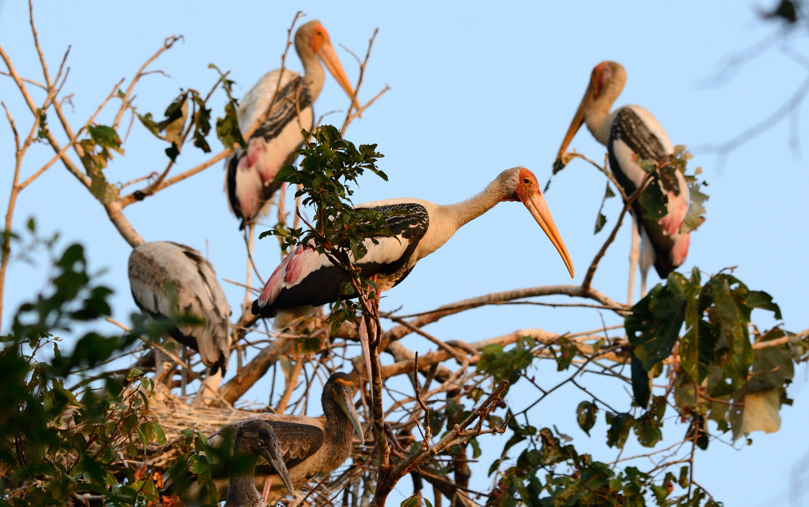 Guest feature | Vigilance behaviour in colonially nesting waterbirds-environmental and social vigilance in Painted Stork