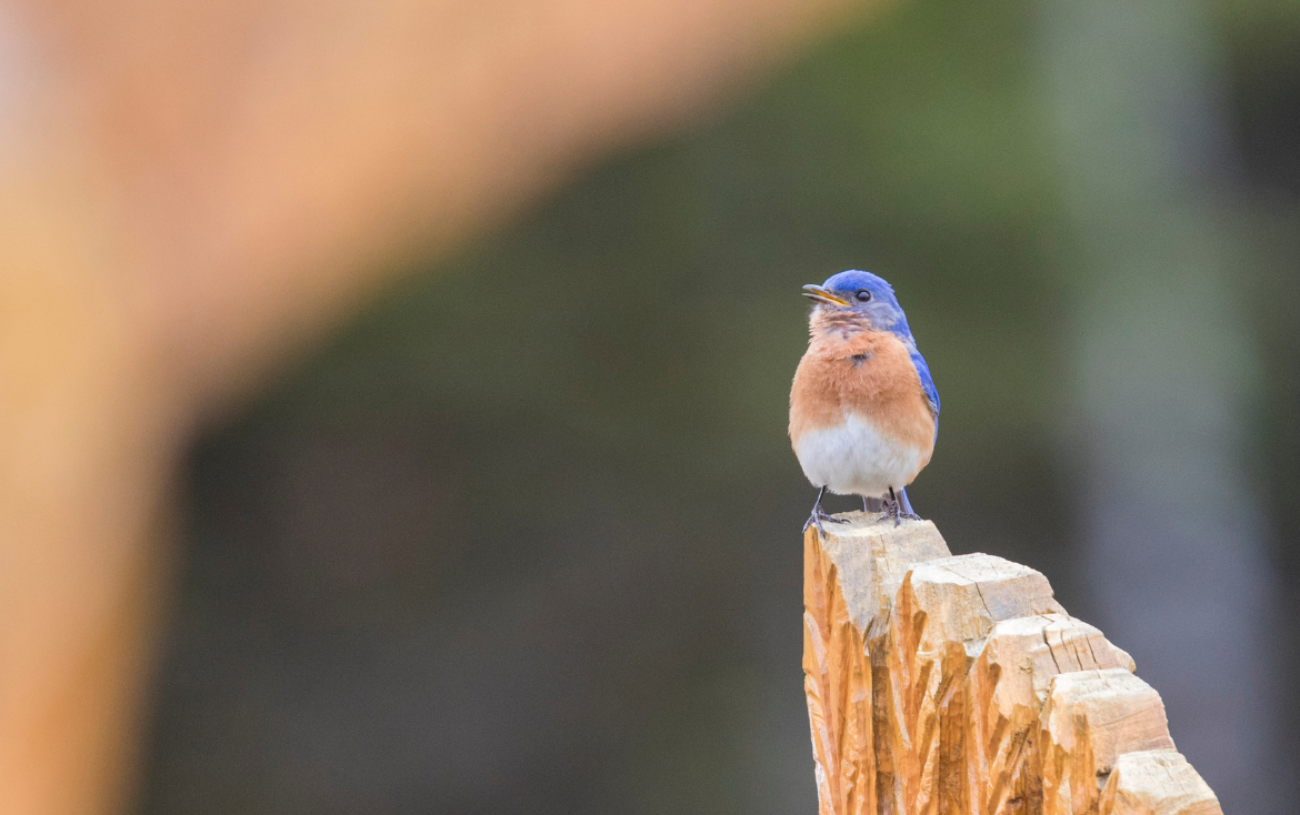 Guest feature | Poke, gape, or escape? Diurnal anthropogenic noise disrupts Eastern bluebird (Sialia sialis) incubation and nest attendance behavior