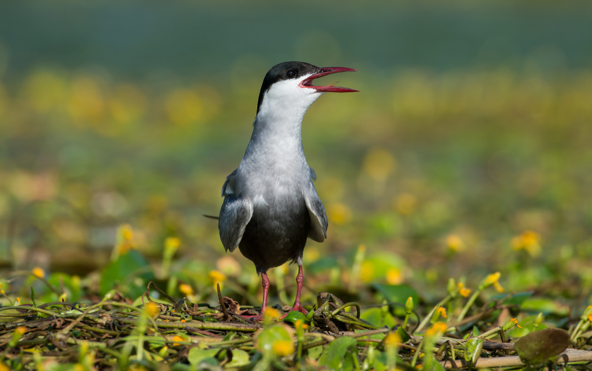 AFO news | The Journal of Field Ornithology is looking for a new co-Editor-in-Chief