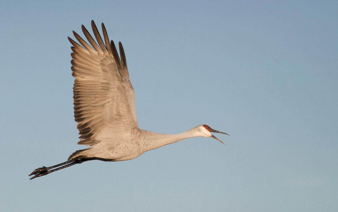 Ornithological Council bimonthly news brief: November-December 2025