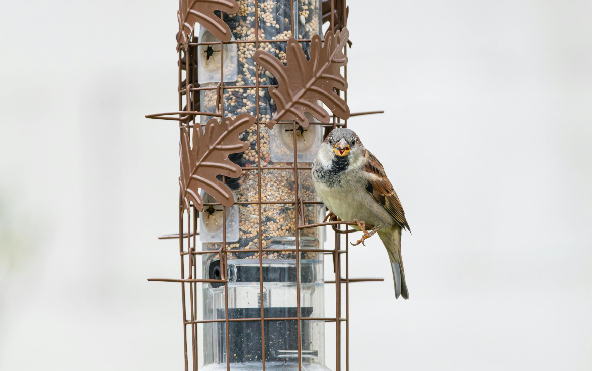 Guest feature | Bye bye bycatch: a remotely closing trap for targeted songbird capture