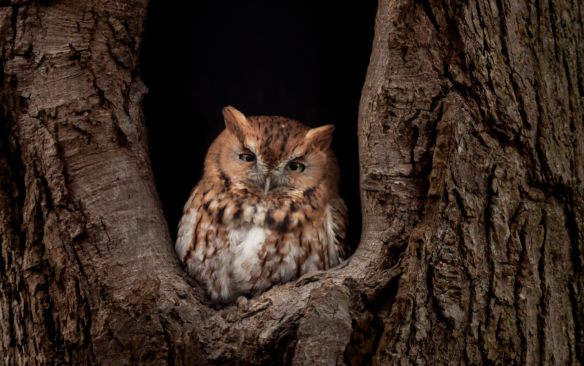 In a Class of Their Own: A Detailed Examination of Avian Forms and Functions
