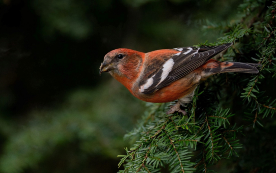 Crossbills and Conifers: One Million Years of Adaptation and Coevolution