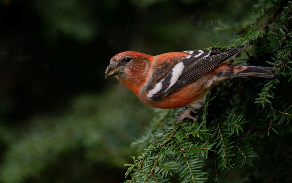 Crossbills and Conifers: One Million Years of Adaptation and Coevolution