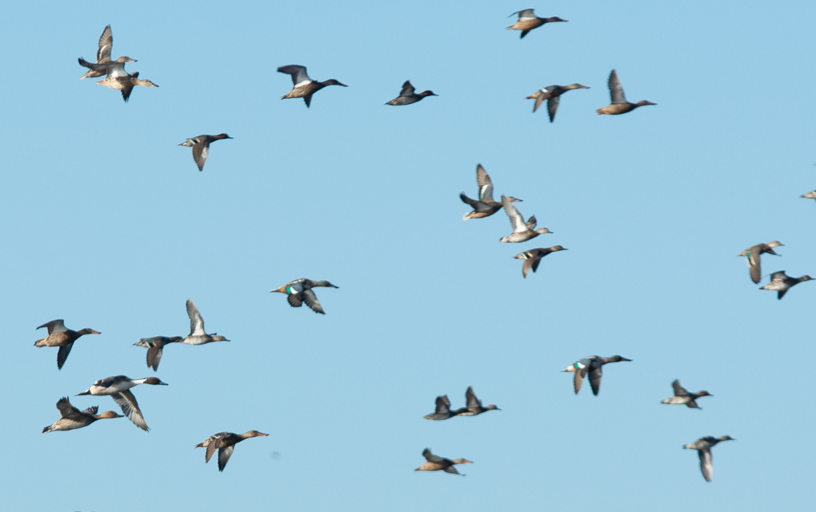 AFO news | Flocks Project studies show sense of belonging predicts who stays in ornithology and how to cultivate belonging