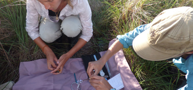 Bergstrom Award helps Ph.D. student with research on threatened grassland birds in Argentina